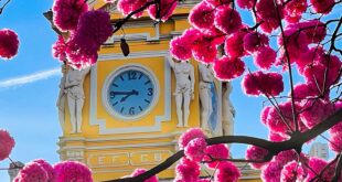Ipês rosa na Praça da Estação, em BH, registrado pela fotógrafa Sinara Caetano