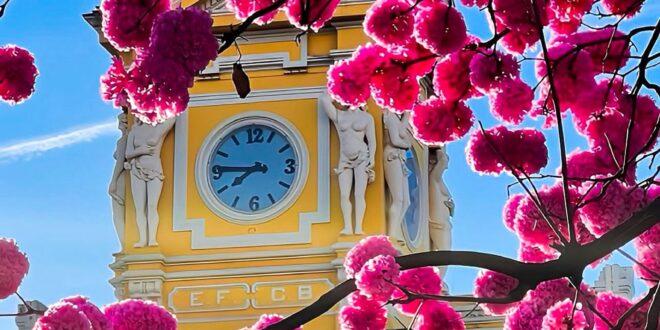 Ipês rosa na Praça da Estação, em BH, registrado pela fotógrafa Sinara Caetano