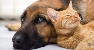 Cão e gato