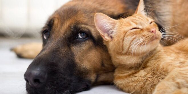 Cão e gato