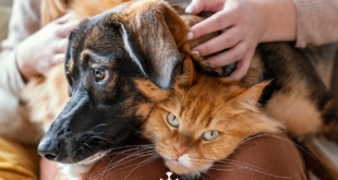 Prefeitura de BH vacina cães e gatos no sábado (22) contra a raiva