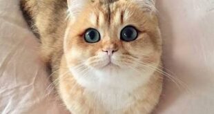 Dia Internacional do Gato