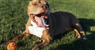 American Pit Bull Terrier